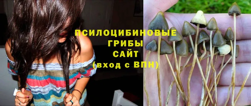 Галлюциногенные грибы MAGIC MUSHROOMS  Новоульяновск 